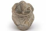 Reedops Trilobite - Atchana, Morocco #224356-2